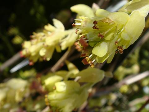 トサミズキ トサミズキ 苗 販売 苗木部 By 花ひろばオンライン