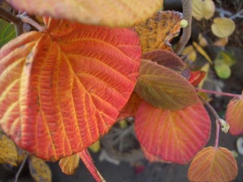 トサミズキの紅葉