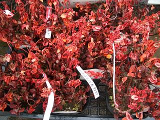 エメラルドゴールド　冬の葉色