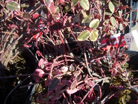 ツルマサキ エメラルドガイティ 1