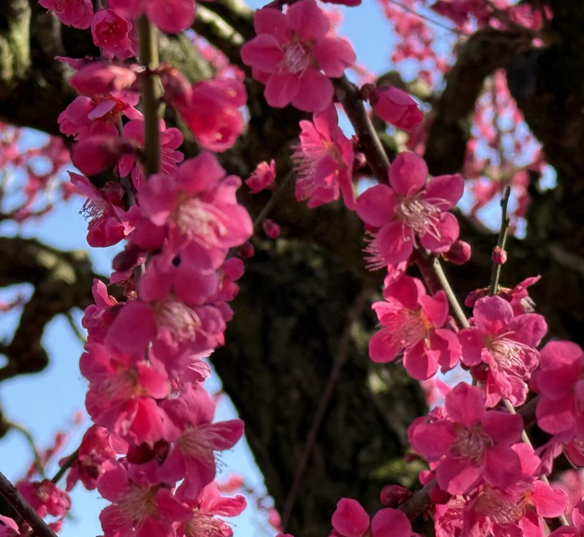 ウメ 紅千鳥 2