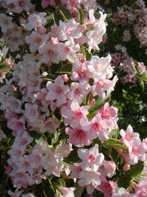 オオベニウツギ　バリエガータ　花　