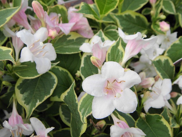 オオベニウツギ　バリエガータ　花　ピンク　斑入り　葉