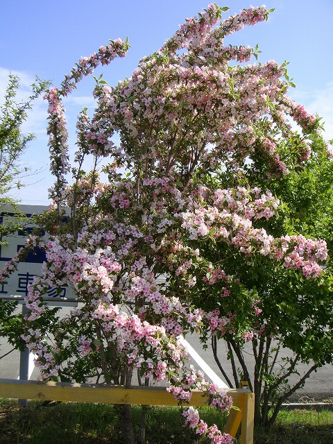 オオベニウツギ　バリエガータ　花　樹高　大きさ