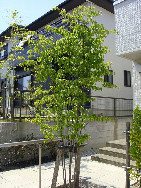 ヤマボウシ 苗 おすすめ 苗木部 By 花ひろばオンライン