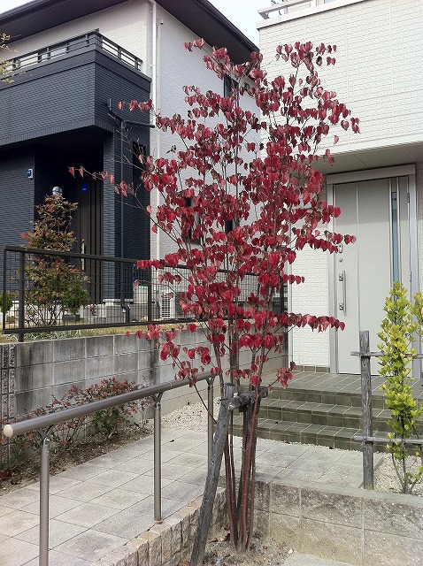 冬の白花 ヤマボウシ