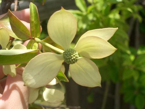 2007・06・22撮影