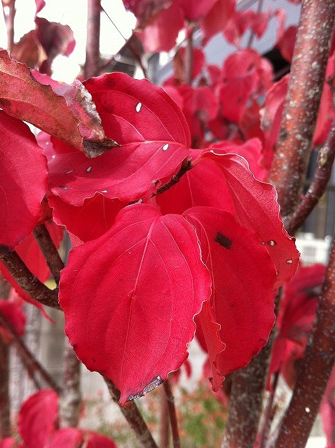 ヤマボウシ 苗 育て方 苗木部 By 花ひろばオンライン