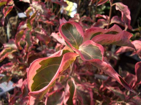 ヤマボウシ ウルフアイの紅葉。