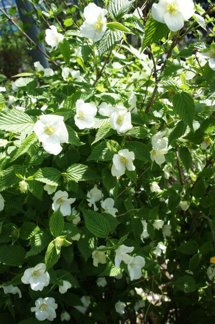 シロヤマブキ  1