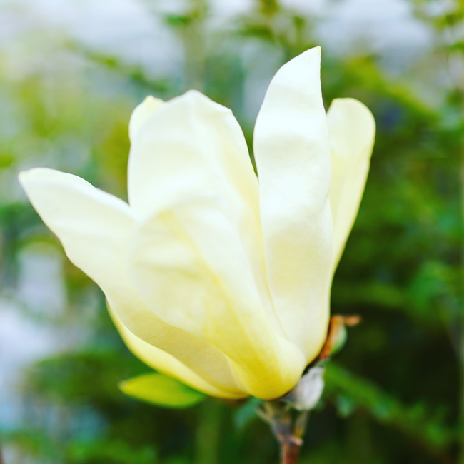 イエローバード