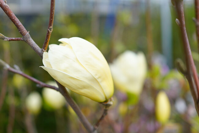 モクレン イエローバード 2