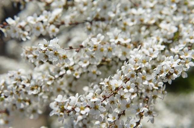 ユキヤナギ 苗 販売 苗木部 By 花ひろばオンライン