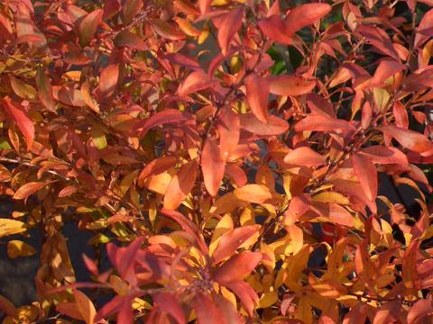 ユキヤナギの紅葉