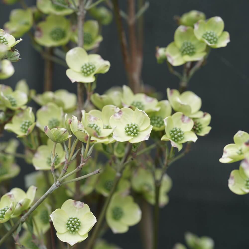 花水木 白花ハナミズキ 苗 販売 苗木部 By 花ひろばオンライン