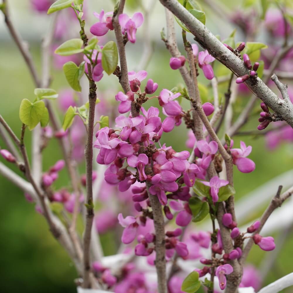 ハナズオウ 赤花ハナズオウ 