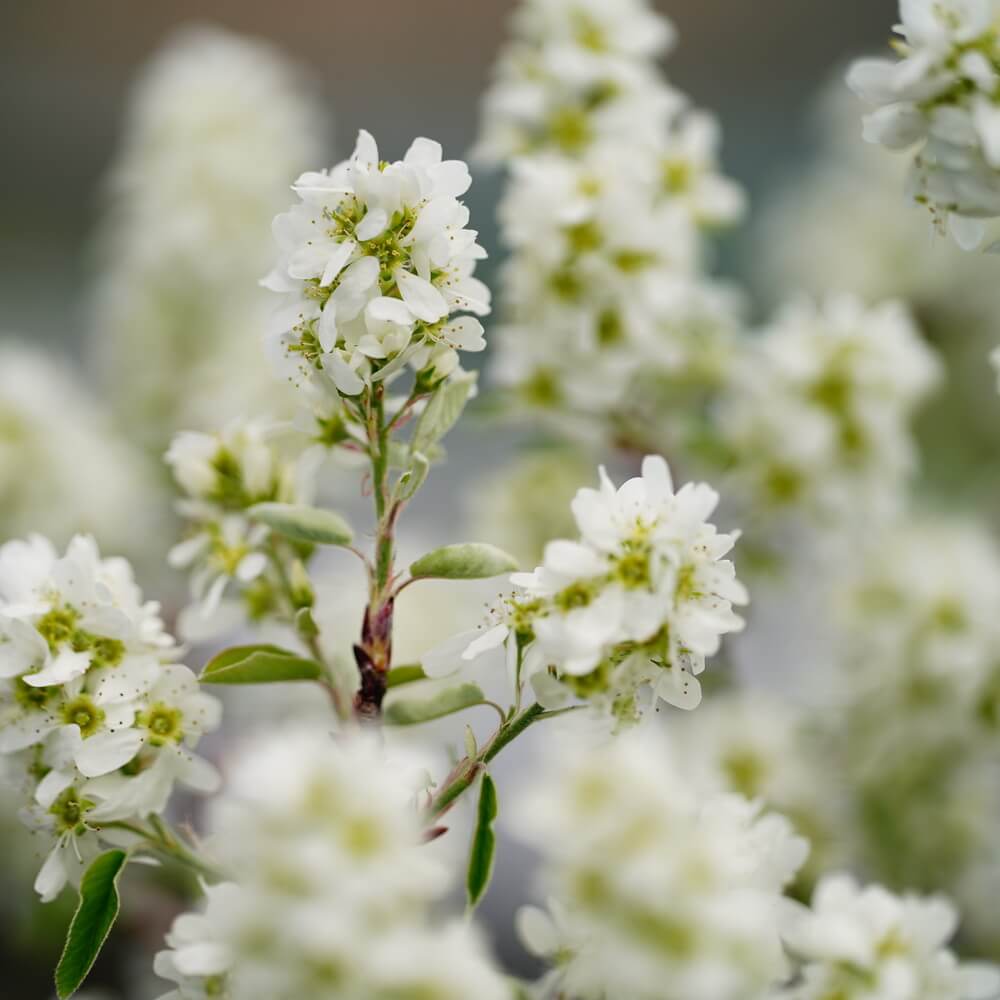 ジューンベリー リージェント 2