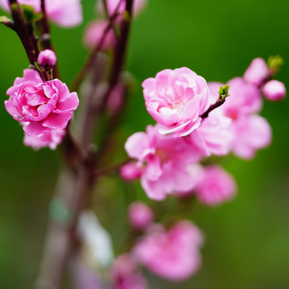 ハナモモ 照手桃 6