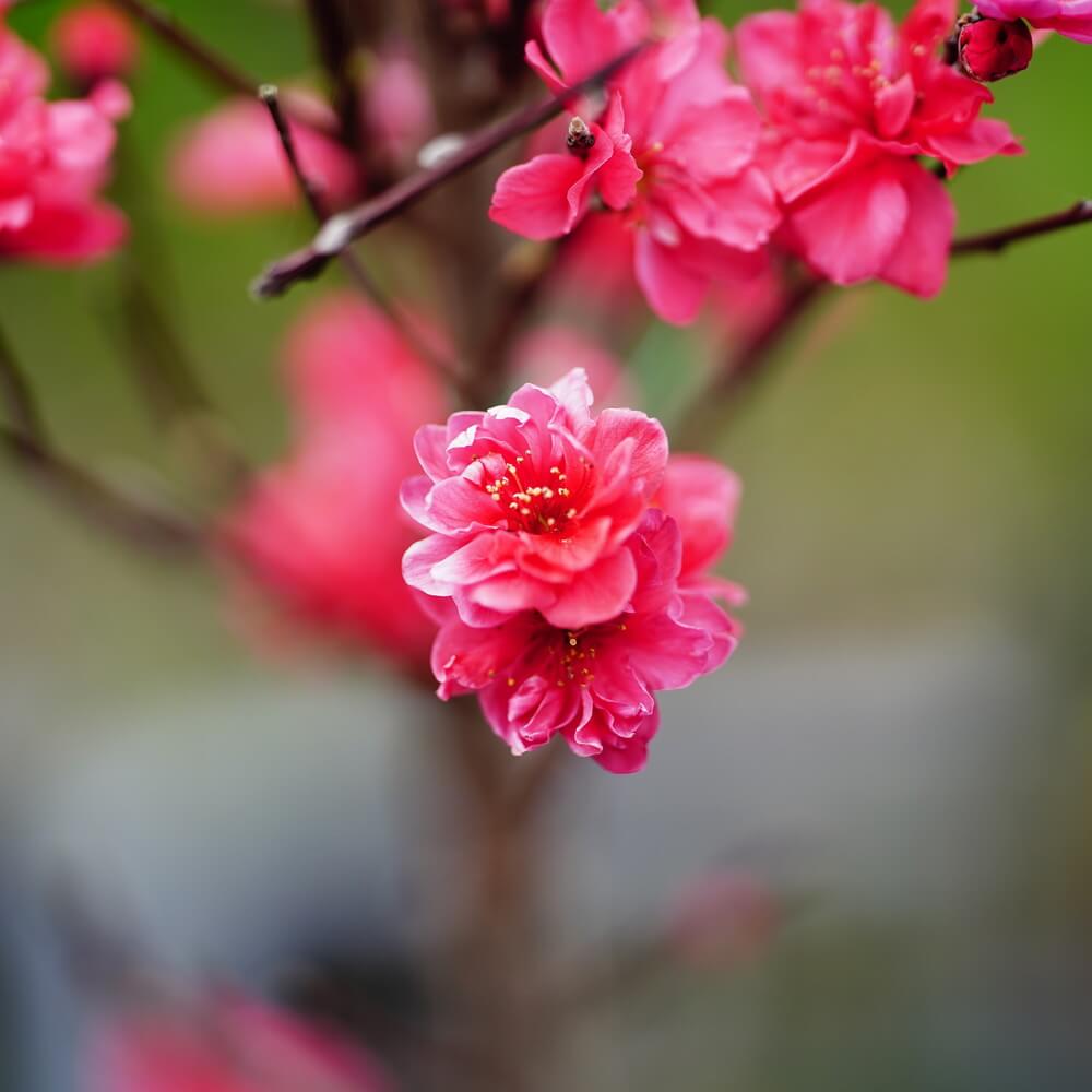 ハナモモ 照手紅 2