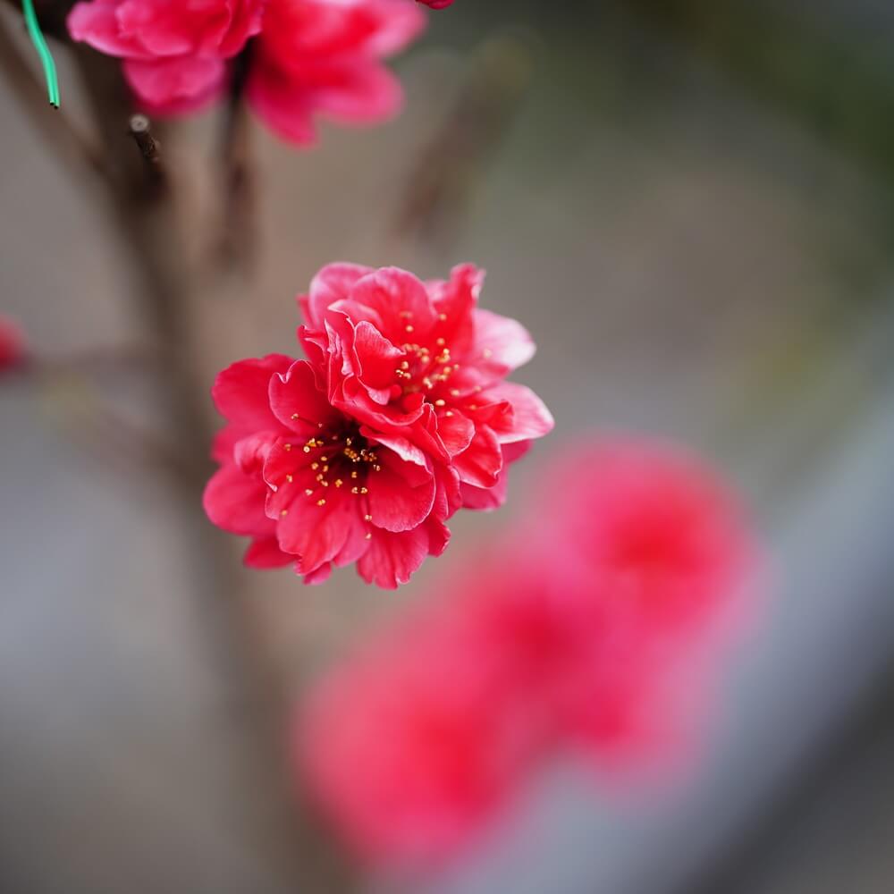 ハナモモ 照手紅 5