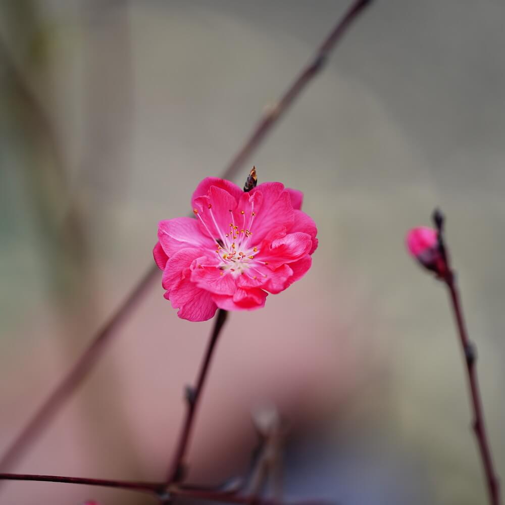 ハナモモ 照手紅 4