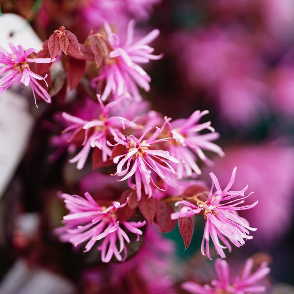 トキワマンサク 赤葉紅花 5