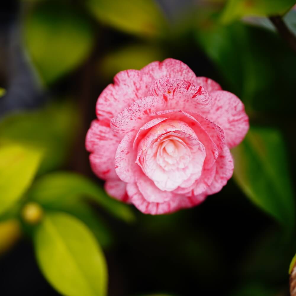 椿 ハイジンクス 