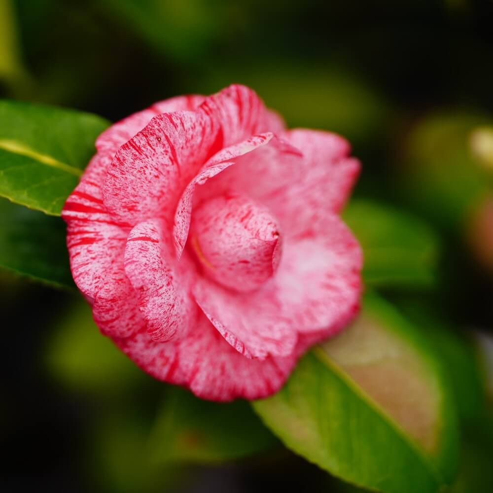 椿 ハイジンクス 5