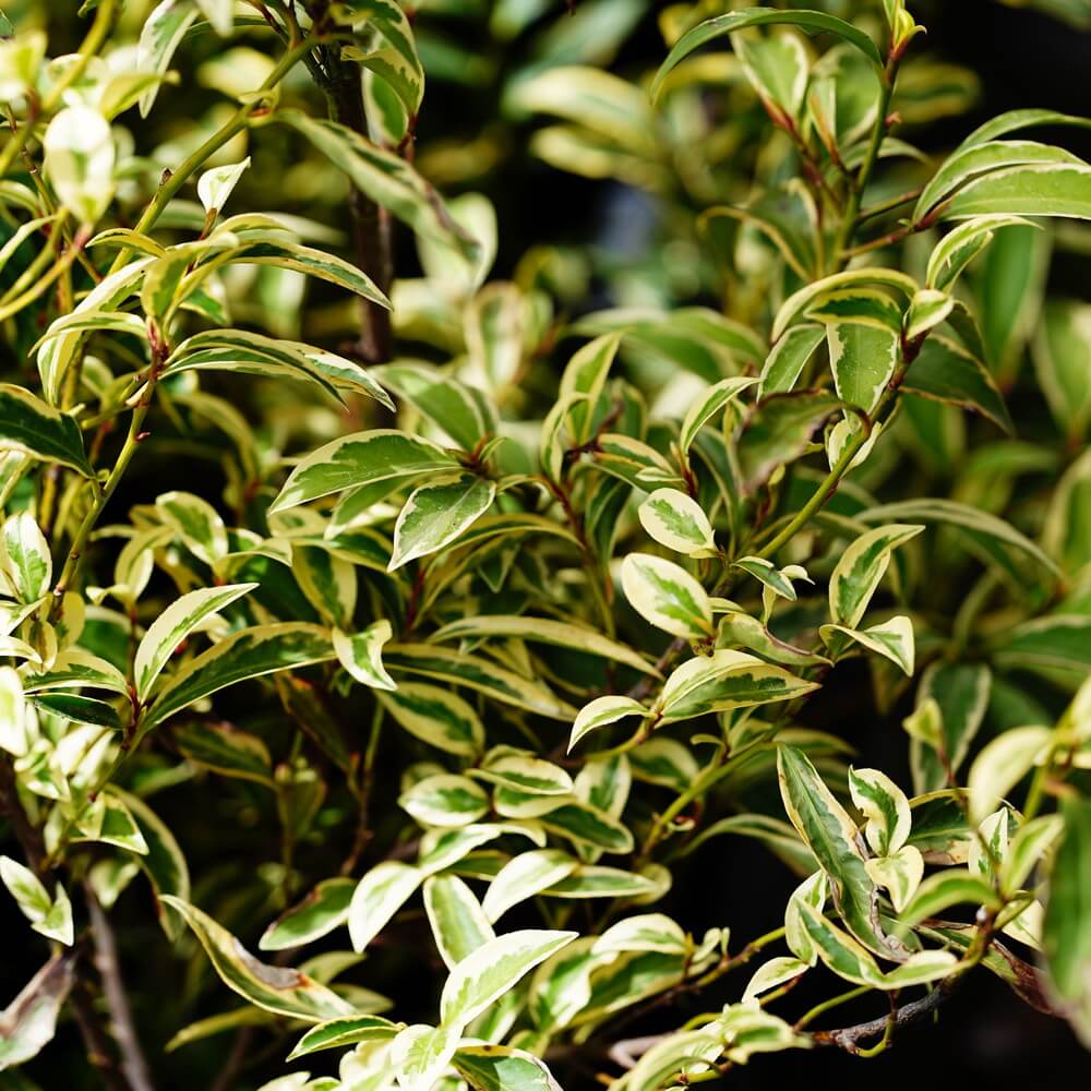 サカキ 斑入りサカキ 