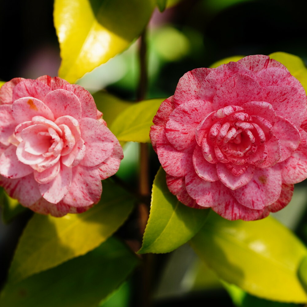 椿 ハイジンクス 3