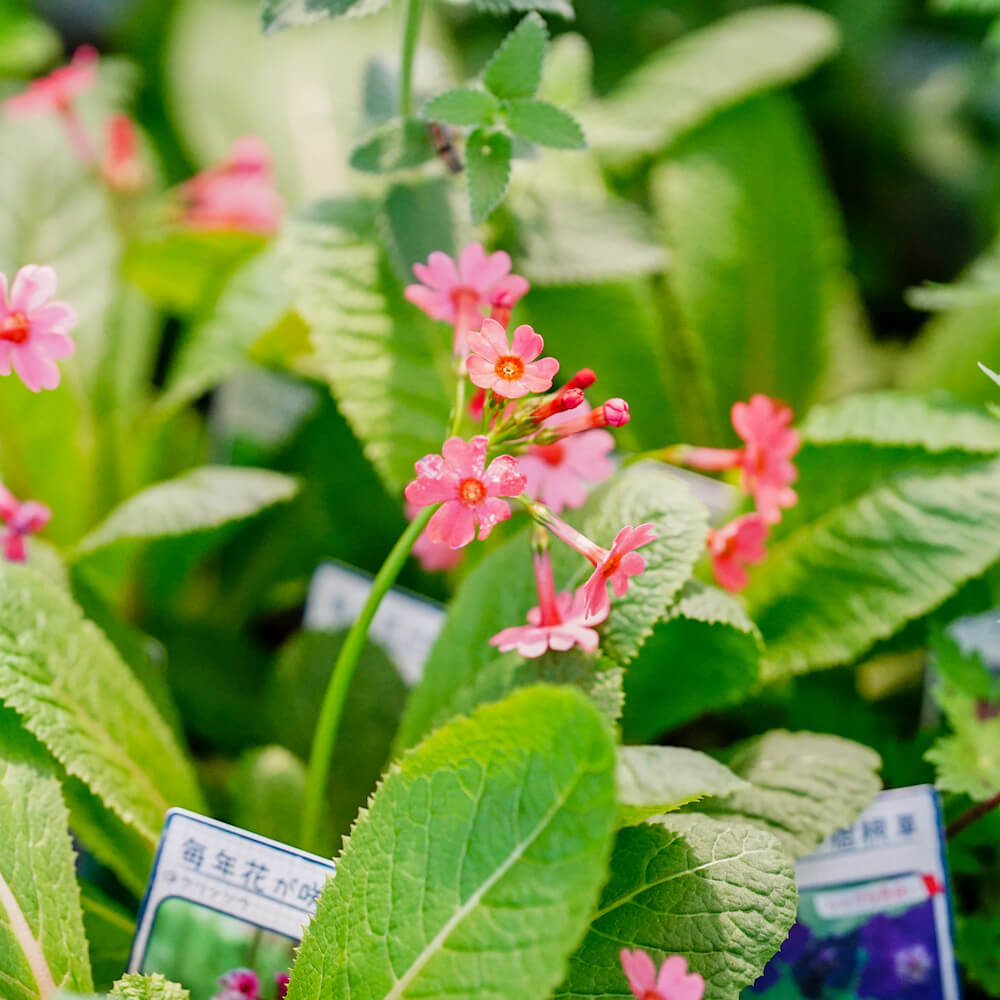 クリンソウ 苗 販売 苗木部 By 花ひろばオンライン