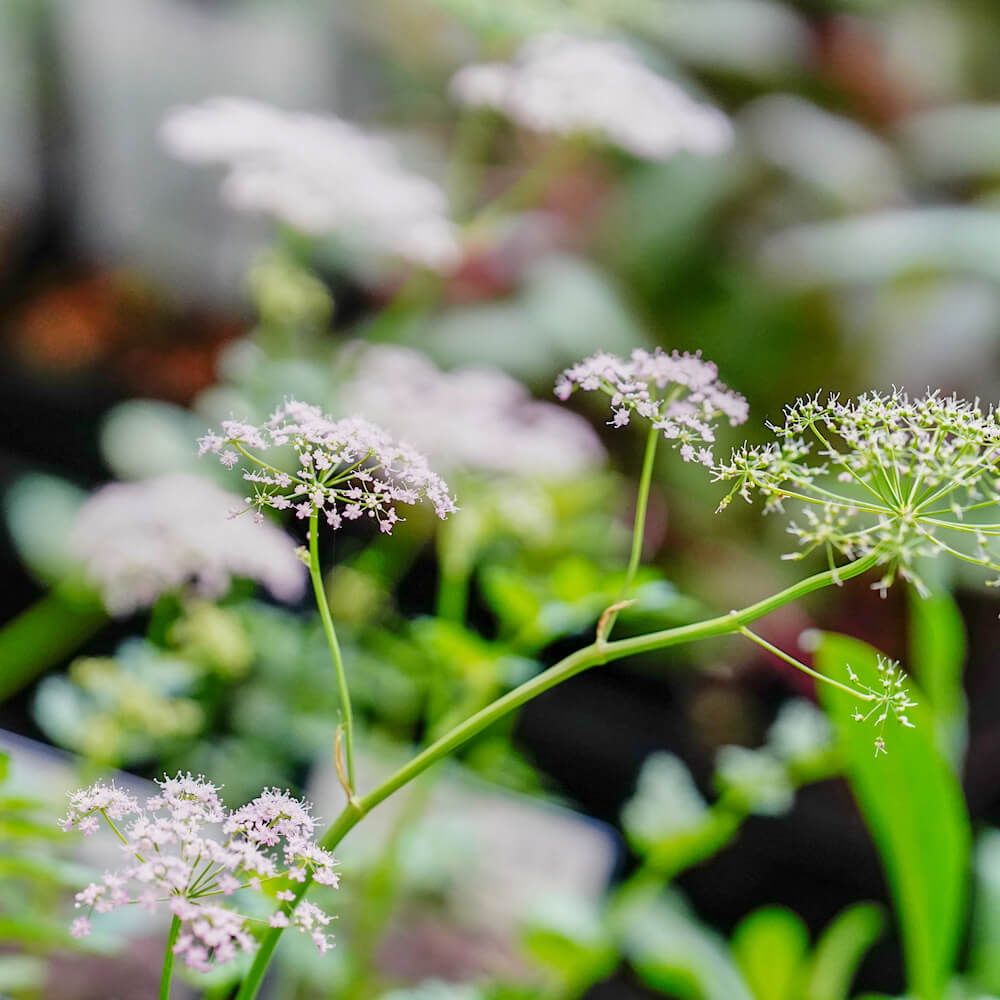 ピンピネラ マヨール ロゼア 