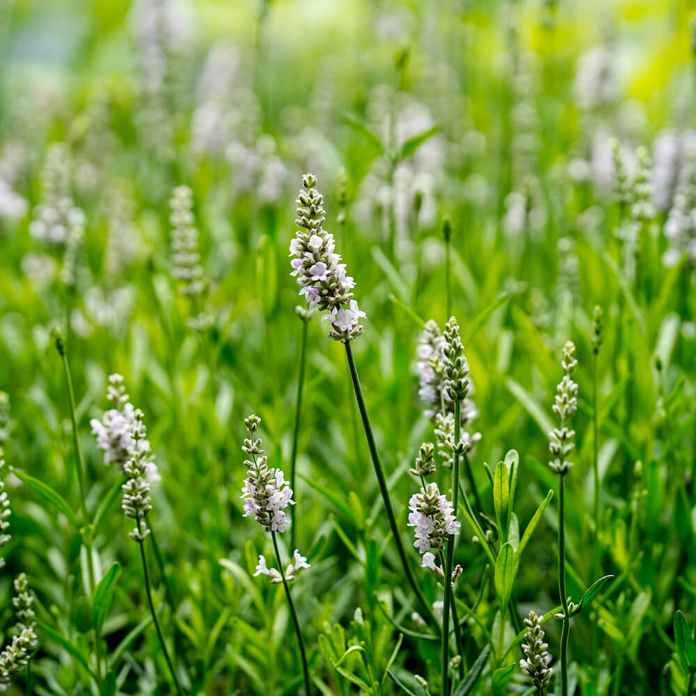 ラベンダー エレガンスピンク 1