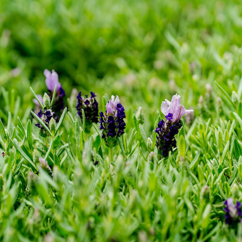 ラベンダー バンデラ パープル ストエカス系 苗 販売 苗木部 By 花
