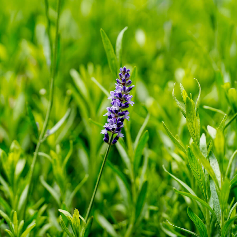 ラベンダー ブルースピア 2