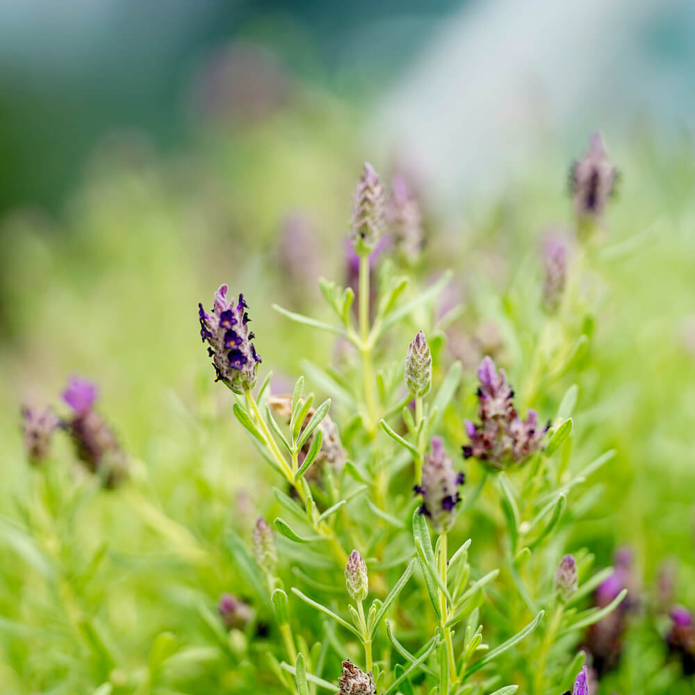 ラベンダー バンデラ ディープパープル ストエカス系 苗 販売 苗木部