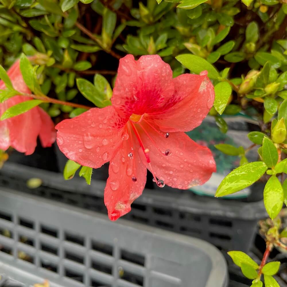 サツキ 中国玉サツキ 3