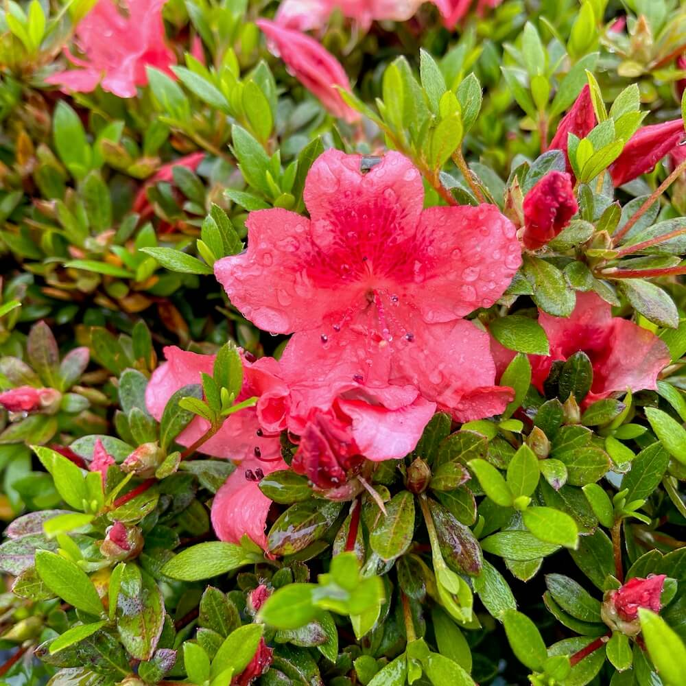 サツキ 中国玉サツキ 3