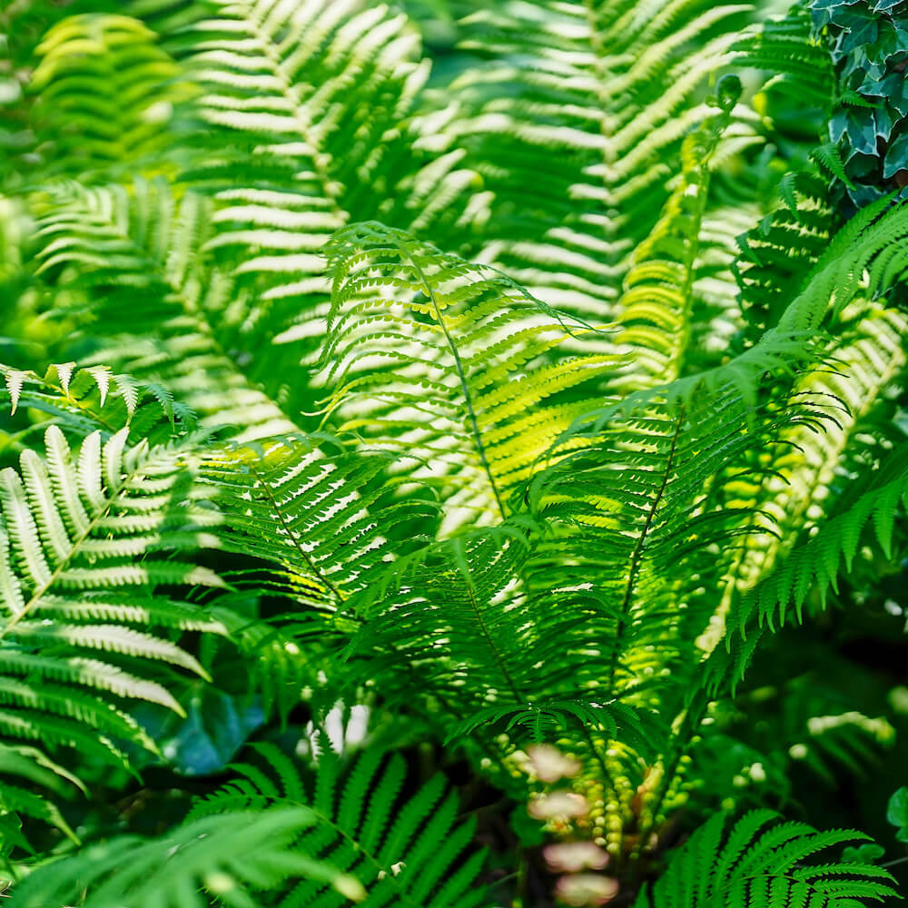 コゴミ 苗 販売 苗木部 By 花ひろばオンライン