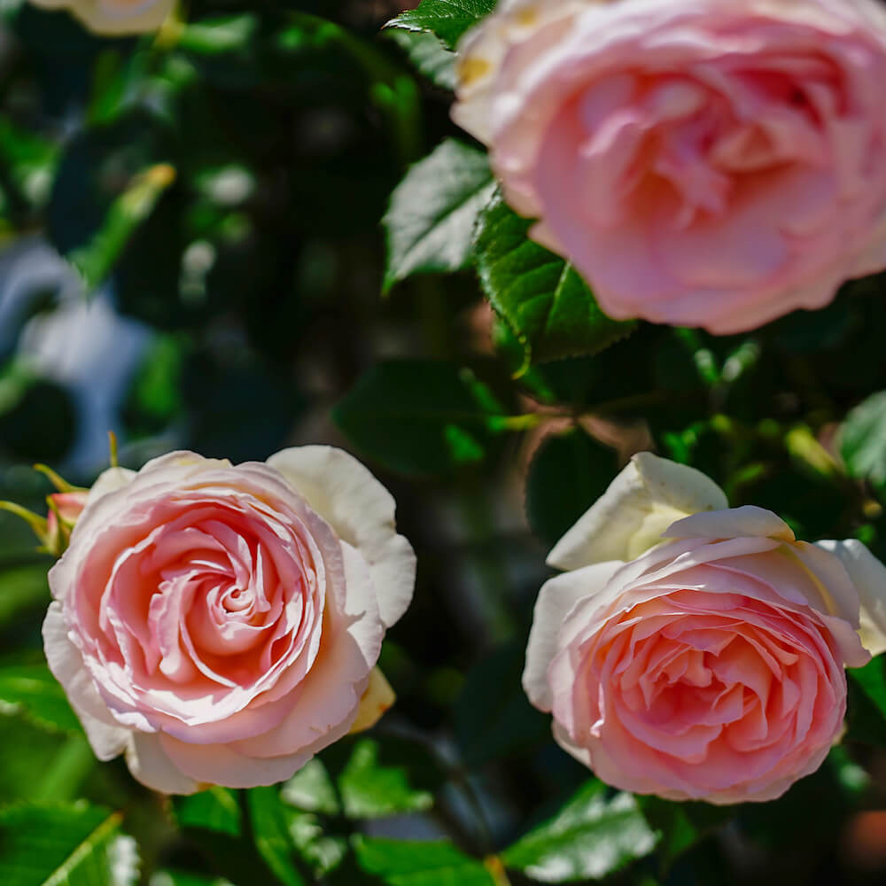 バラ ブランピエールドゥロンサール 1