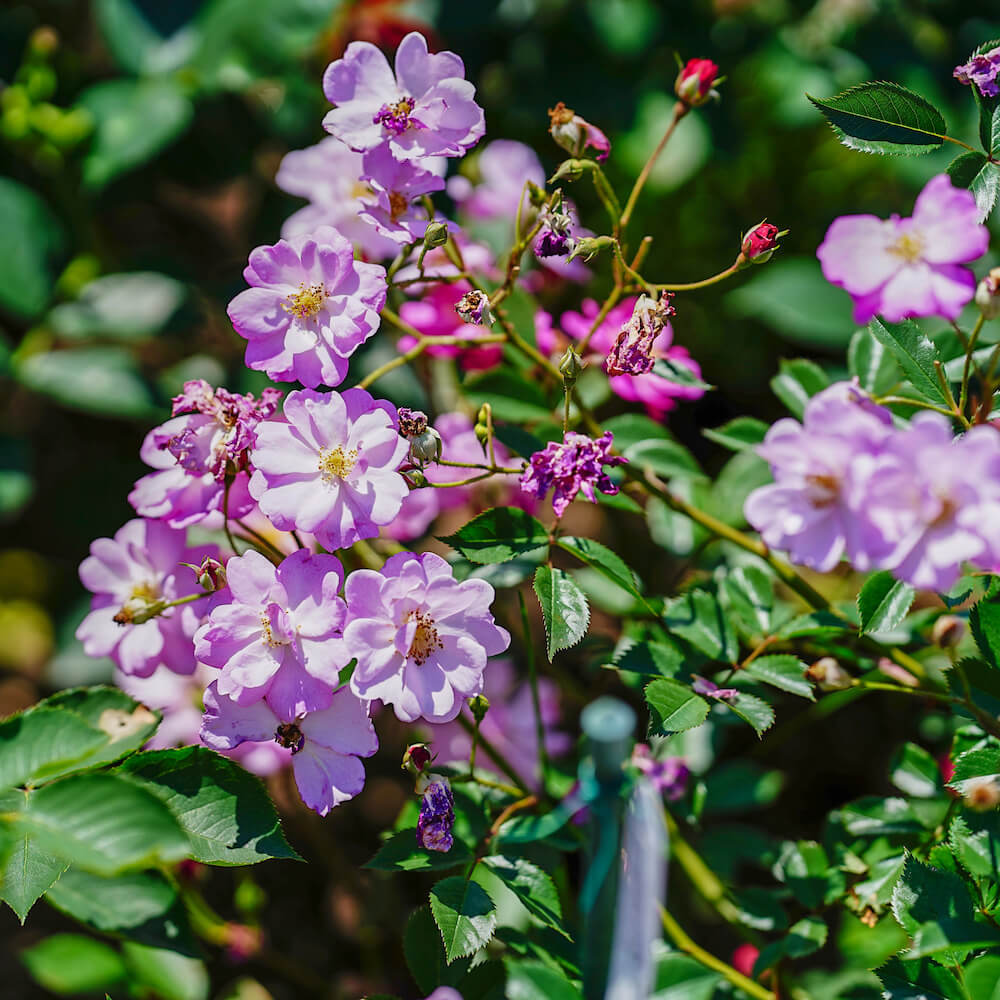 バラ ラベンダードリーム S シュラブ （半つるバラ） 苗 販売 苗木部