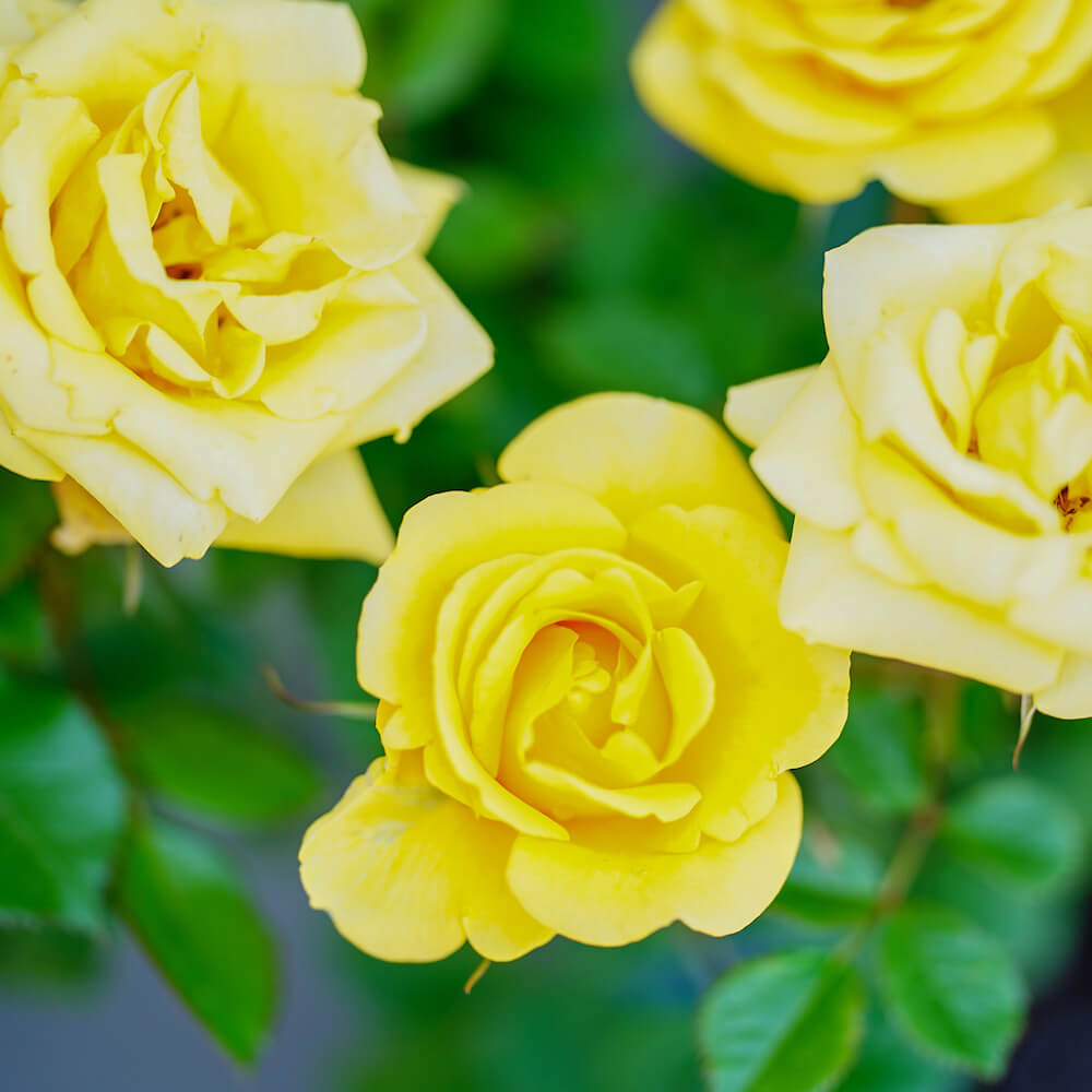 バラ レヨンドゥソレイユ 4