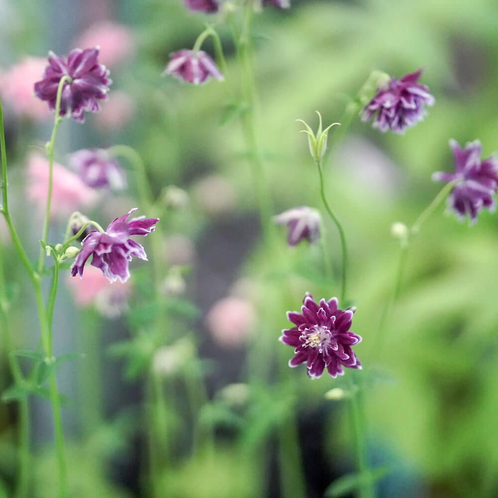 アクイレギア クリスタバローの花　2021年5月18日撮影