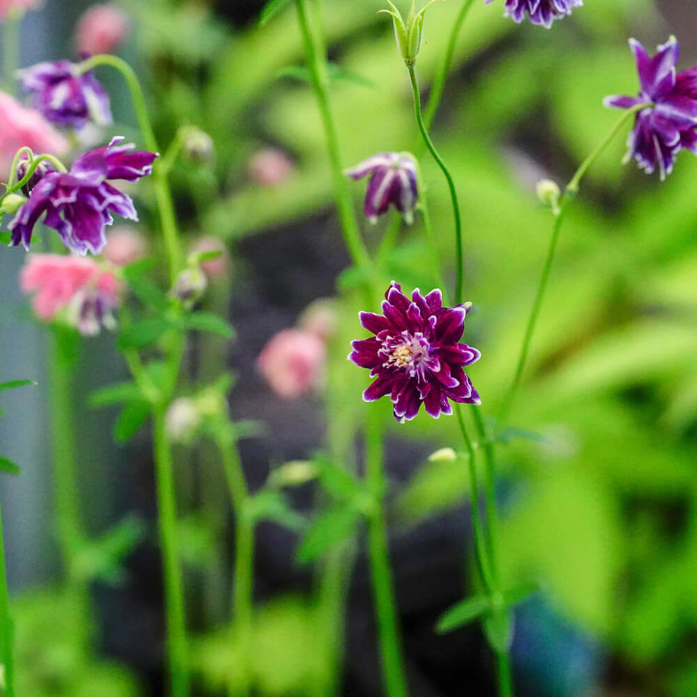 アクイレギア クリスタバロー 