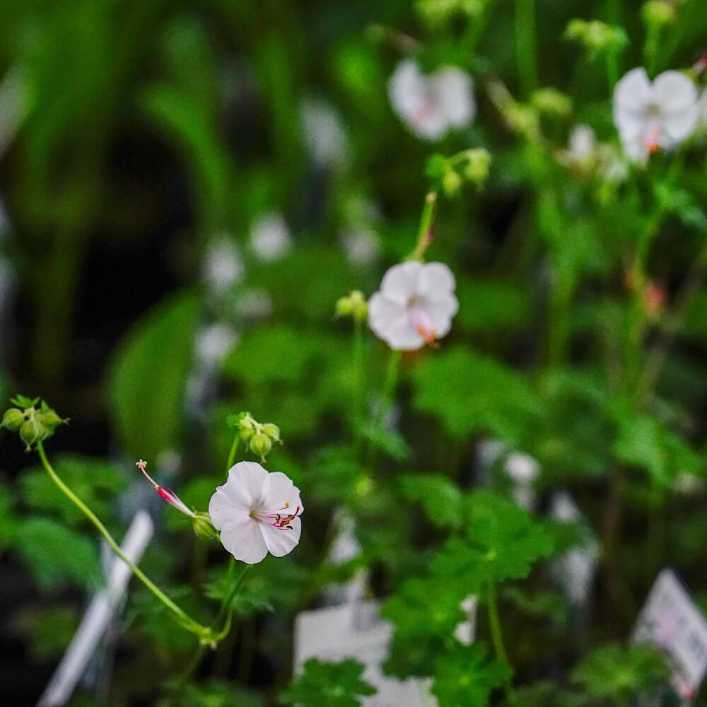 ゲラニウム ビオコボ 3