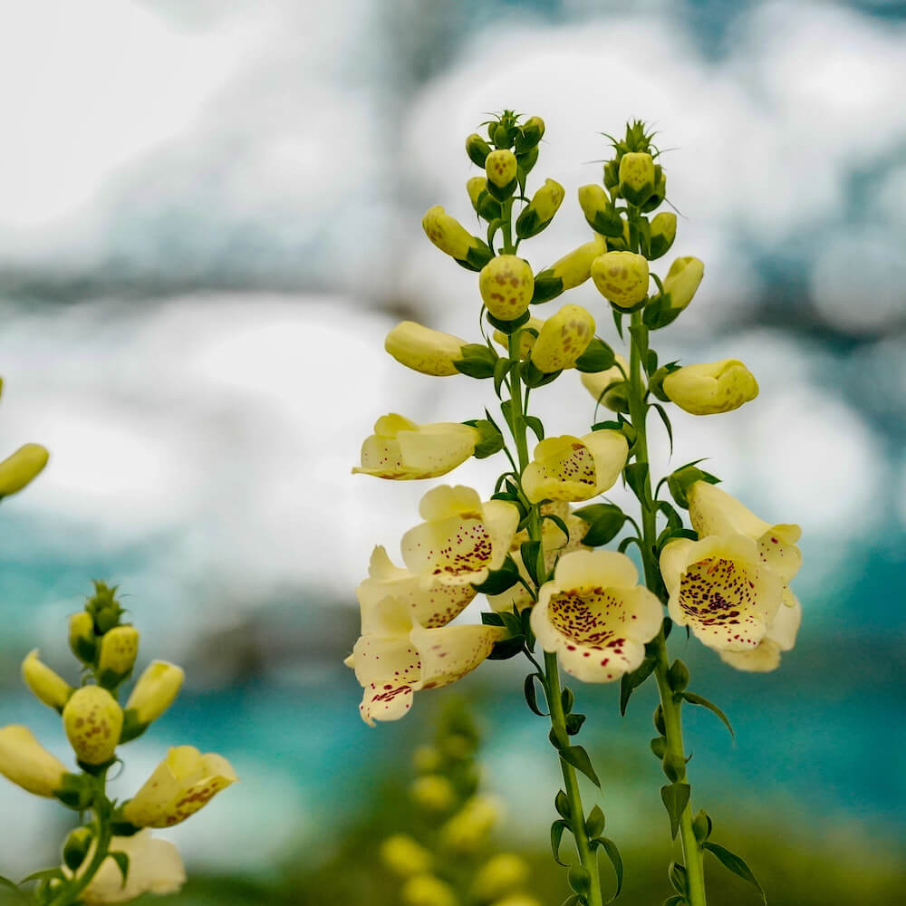 ジギタリス キャメロットクリーム 1