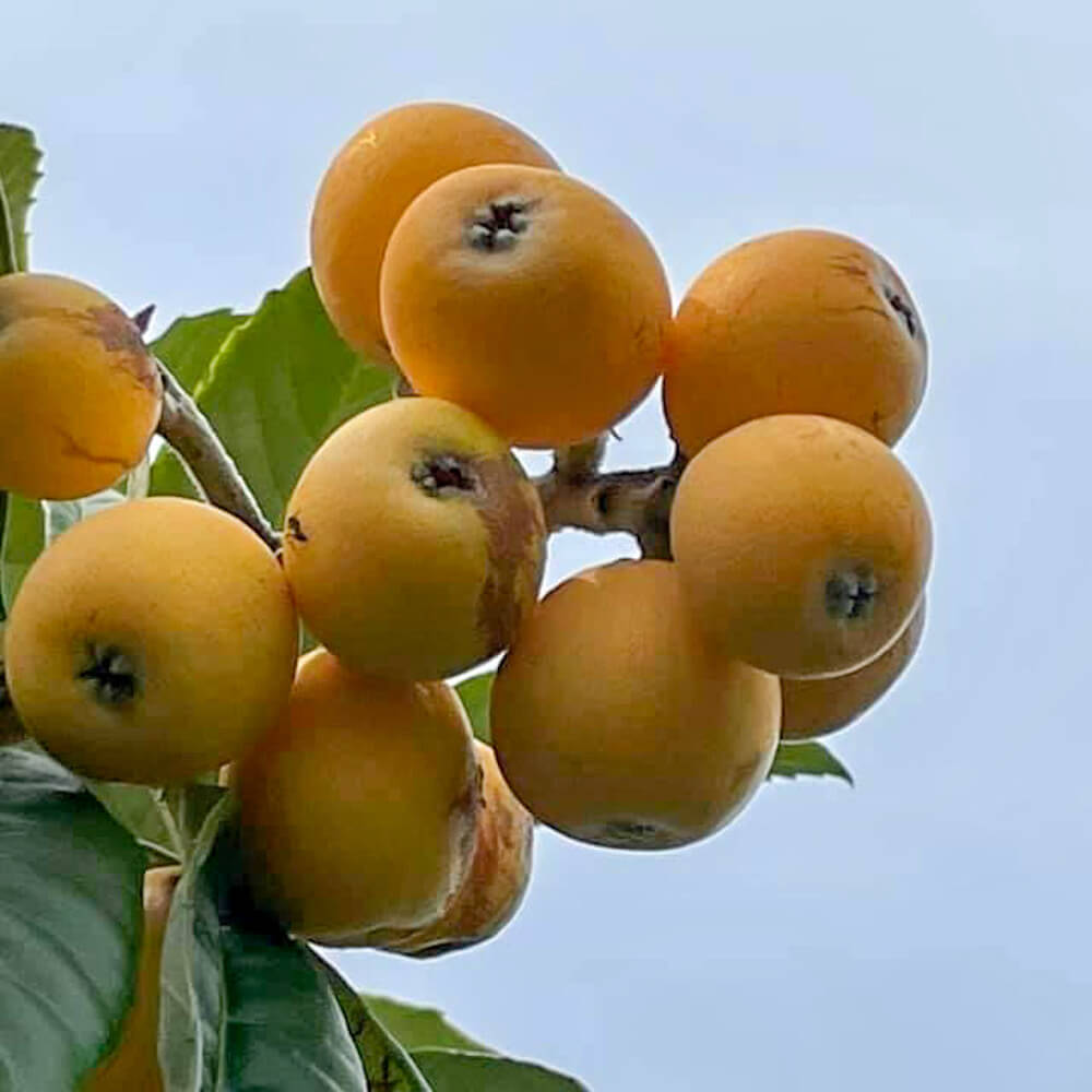 ビワ 長崎早生 苗 販売 苗木部 By 花ひろばオンライン