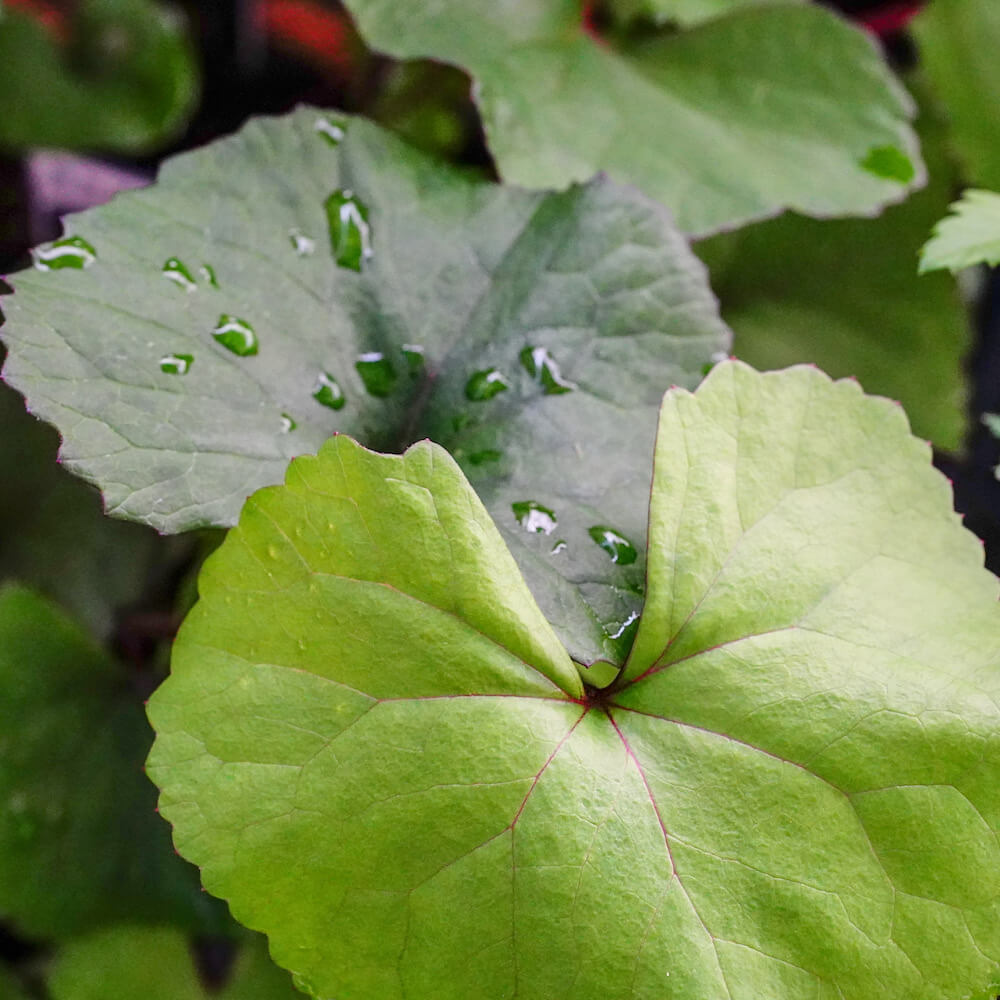 リグラリア デンタータ 1