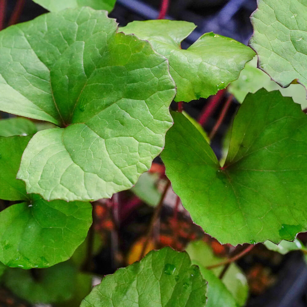 リグラリア デンタータ 