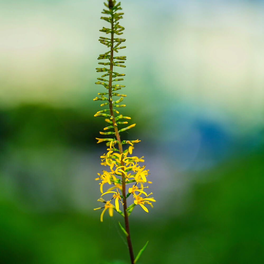 リグラリア プリゼワルスキー 